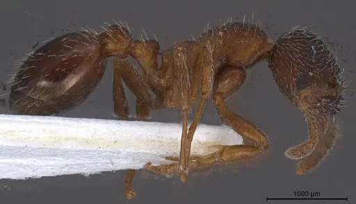 Myrmica tibetana - ANTWEB1008461