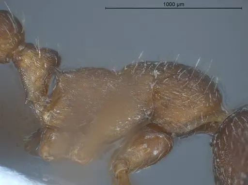Myrmica tibetana - ANTWEB1008461