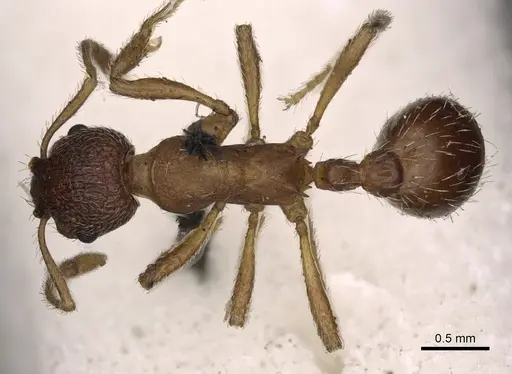 Myrmica tibetana - CASENT0900303