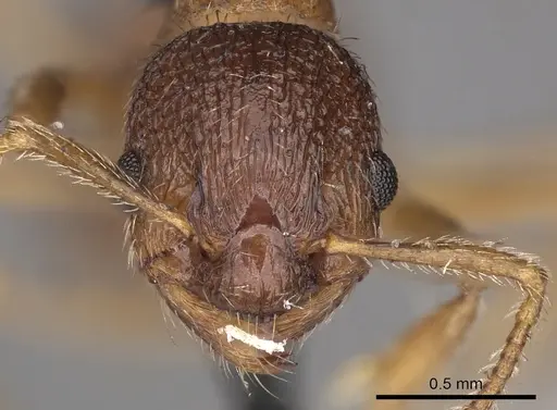 Myrmica tibetana - CASENT0900303