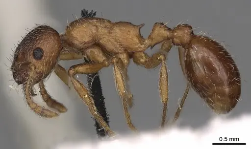 Myrmica tibetana - CASENT0900303