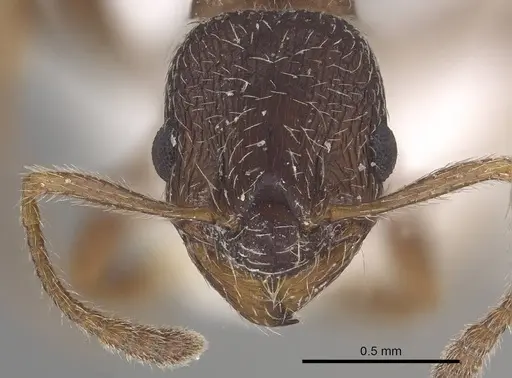 Myrmica tibetana - CASENT0919631