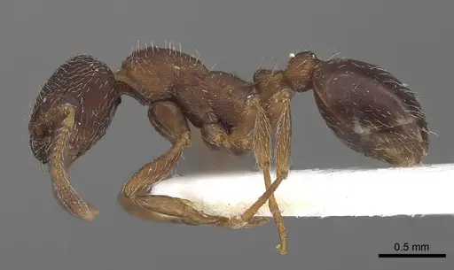Myrmica tibetana - CASENT0919631