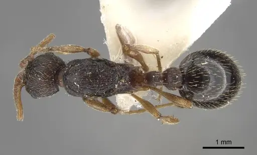 Myrmica transsibirica specimen