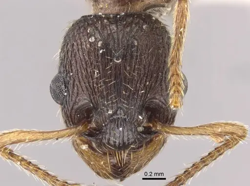 Myrmica transsibirica specimen