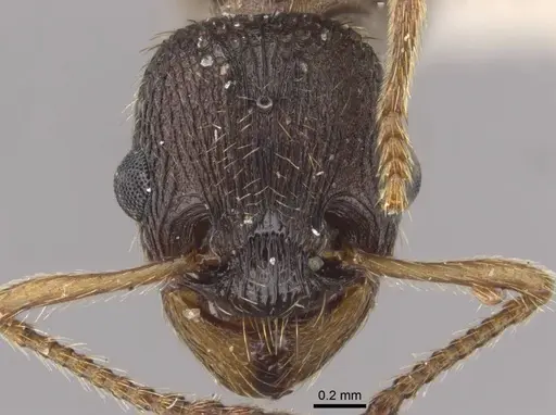 Myrmica transsibirica specimen