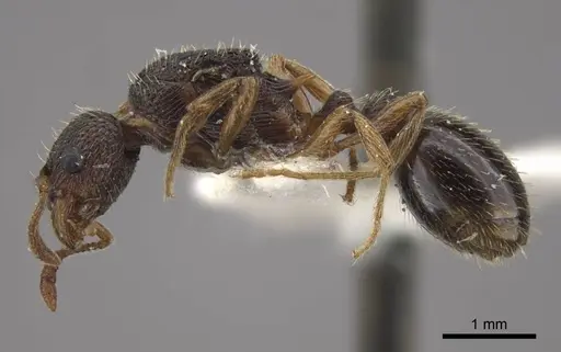 Myrmica transsibirica - CASENT0917528