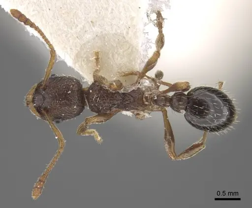 Myrmica transsibirica - CASENT0917529