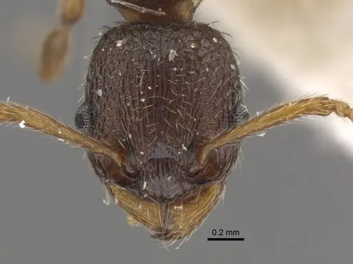 Myrmica transsibirica - CASENT0917529
