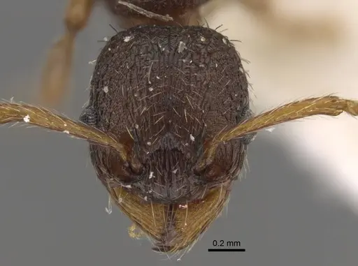 Myrmica transsibirica - CASENT0917529