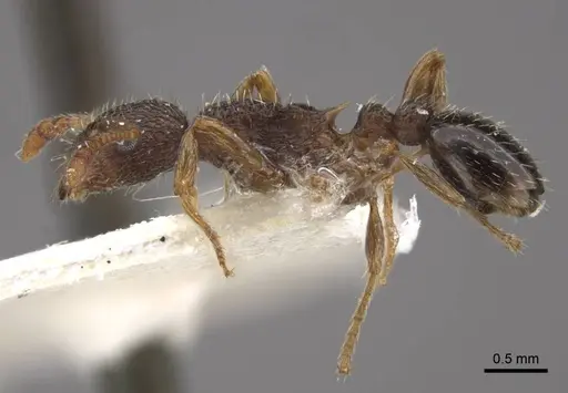 Myrmica transsibirica - CASENT0917529