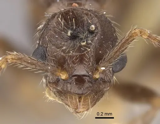 Myrmica transsibirica - CASENT0917666