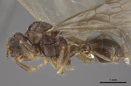 Myrmica transsibirica - CASENT0917666