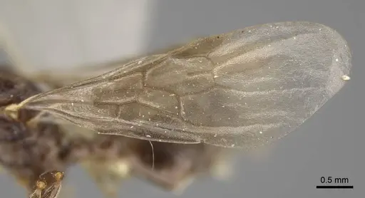 Myrmica transsibirica - CASENT0917666