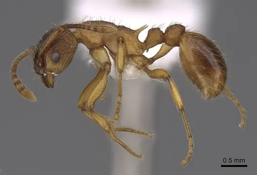 Myrmica transsibirica - CASENT0922776