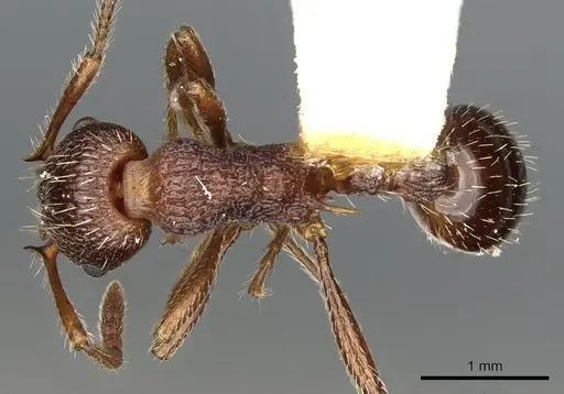 Myrmica trullicornis specimen