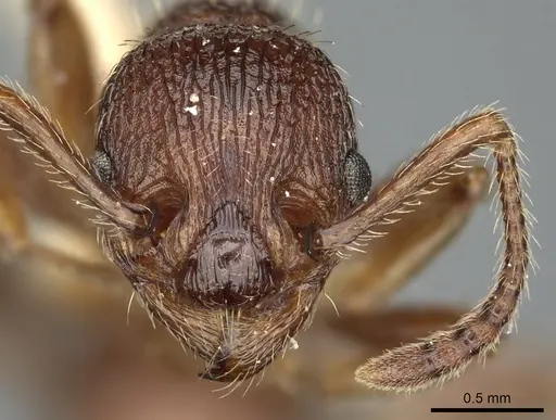 Myrmica trullicornis specimen