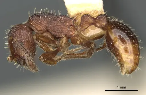 Myrmica trullicornis specimen