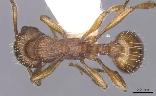 Myrmica tulinae specimen