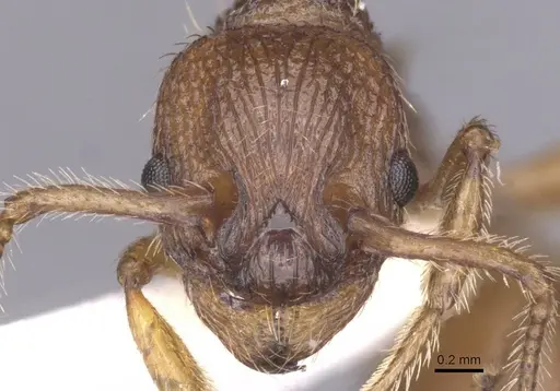 Myrmica tulinae specimen