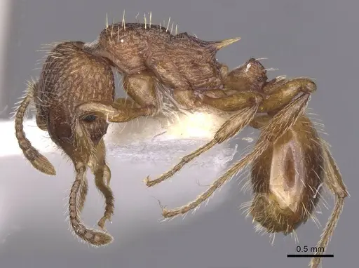 Myrmica tulinae specimen