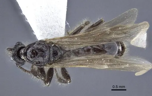 Myrmica tulinae - CASENT0916686