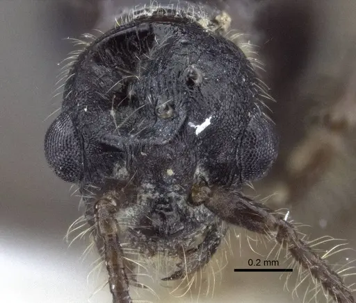 Myrmica tulinae - CASENT0916686