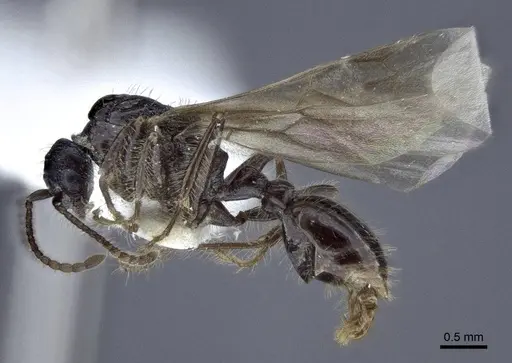 Myrmica tulinae - CASENT0916686