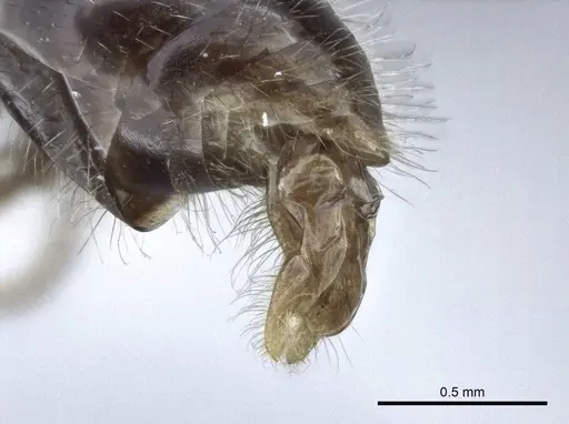 Myrmica tulinae - CASENT0916686