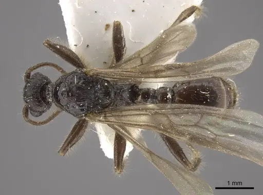 Myrmica tulinae - CASENT0917682