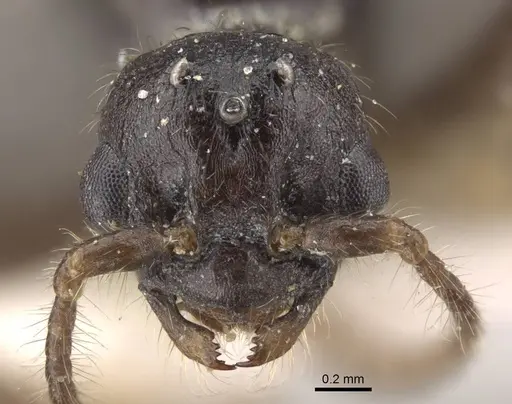 Myrmica tulinae - CASENT0917682