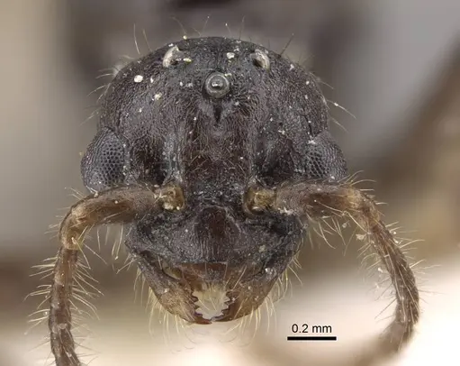 Myrmica tulinae - CASENT0917682