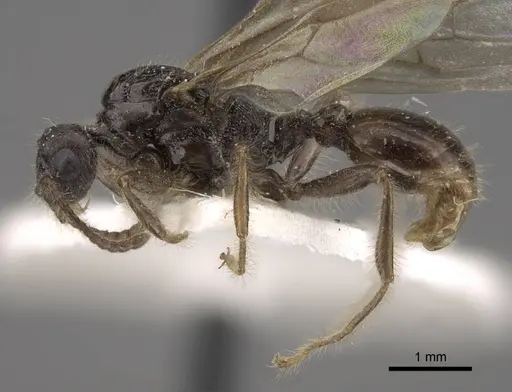 Myrmica tulinae - CASENT0917682