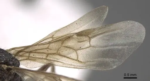 Myrmica tulinae - CASENT0917682