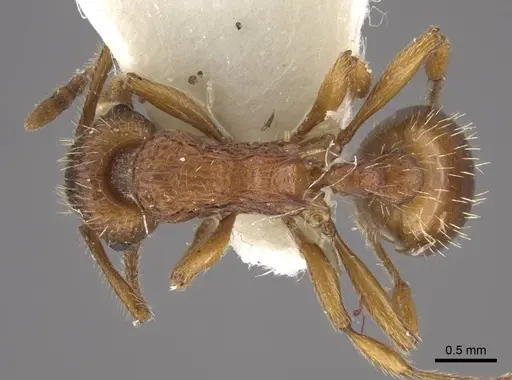 Myrmica tulinae - CASENT0917683