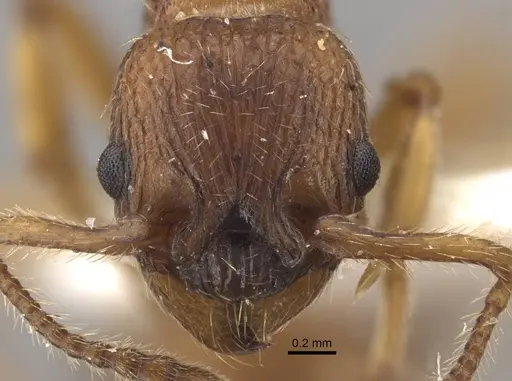 Myrmica tulinae - CASENT0917683