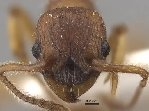 Myrmica tulinae - CASENT0917683
