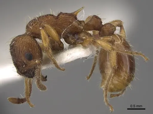 Myrmica tulinae - CASENT0917683