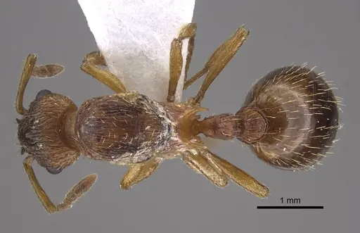 Myrmica tulinae - CASENT0917684