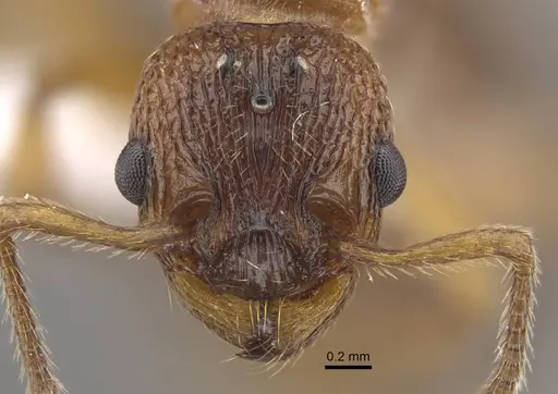 Myrmica tulinae - CASENT0917684