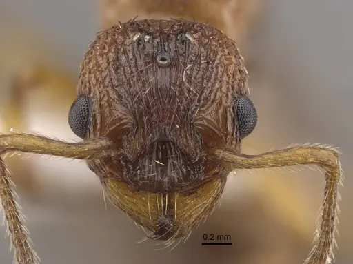 Myrmica tulinae - CASENT0917684