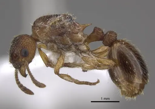 Myrmica tulinae - CASENT0917684