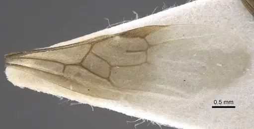 Myrmica tulinae - CASENT0917684