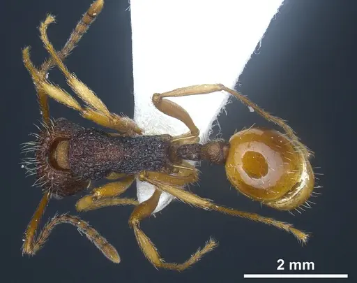 Myrmica urbanii specimen