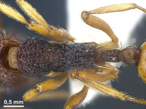 Myrmica urbanii specimen