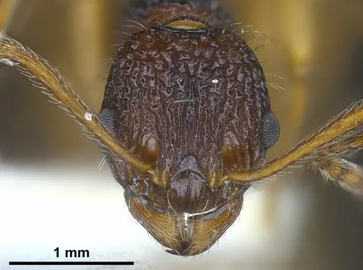 Myrmica urbanii specimen