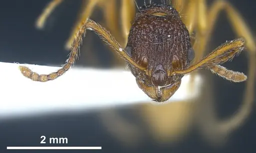 Myrmica urbanii - ANTWEB1041286