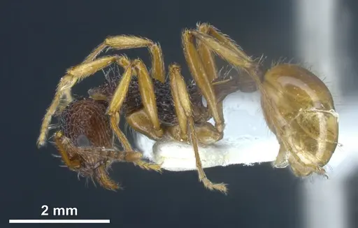 Myrmica urbanii - ANTWEB1041286