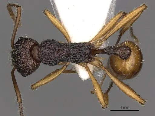 Myrmica urbanii - CASENT0900300