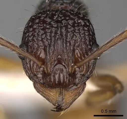 Myrmica urbanii - CASENT0900300